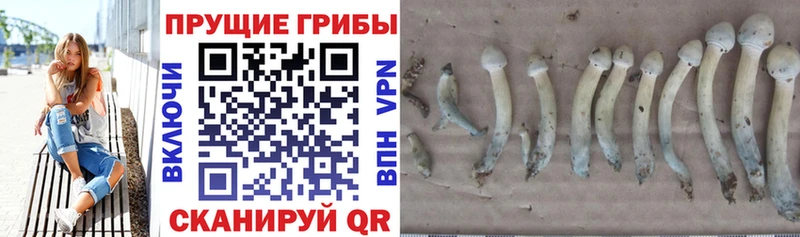 маркетплейс клад  Рязань  Галлюциногенные грибы ЛСД 